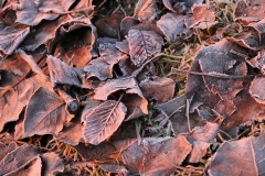 cropped-IMG_1787
