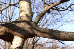 cropped-IMG_2505-1