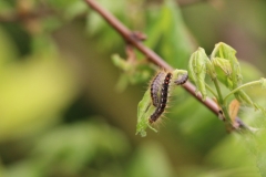 cropped-IMG_3140-1