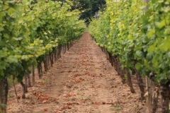 cropped-IMG_3971-1